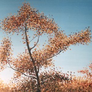 Arbre roux