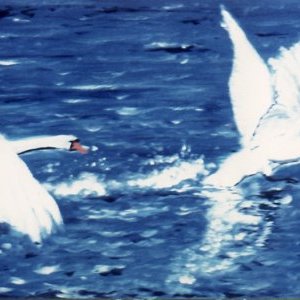 Cygnes